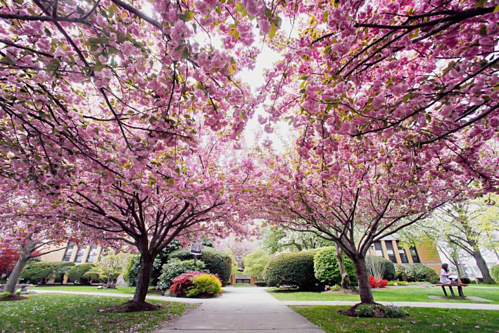 Du học Mỹ với chi phí tiết kiệm tại Đại học Salem State